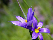 Blue Eyed Grass