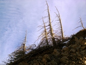 On the slopes of Mt. Cadomin