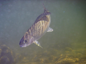 Arctic Grayling