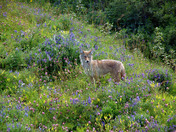 Coyote