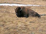 Plains Buffalo