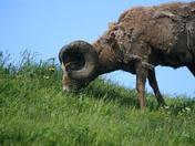 Luscar Trophy Ram