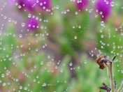 Spider Webb .. Nova Scotia
