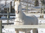 White Horse Canning Nova Scotia