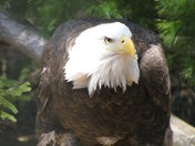 rescued eagle at the wild life park..