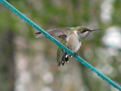 garden's,kitties hummingbirds. 103.jpg