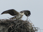 osprey learning to fly