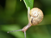 A Snails Life