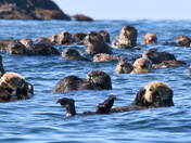 Sea Otters in the Nutchatlitz