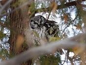 Saw-whet owl