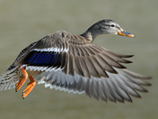 Mallard in flight