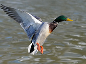 Mallard in flight