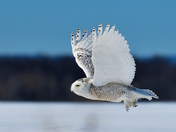 Snowy owl