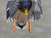 Mallard