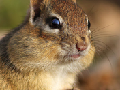 Chipmunk Portrait