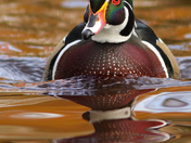 Wood duck