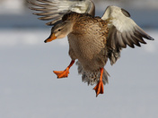 Mallard landing
