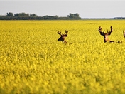 DEER PHOTO - Copy.jpg