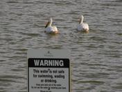 These pelicans don't seem to mind the rules.