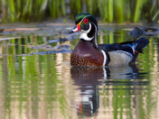 Woodduck,male