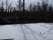 Shadow caster/Bare poplar trees casting long shadows on the ice