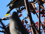A pair of feeding waxwings/Bohemian Waxwings