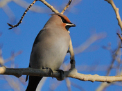 Bohemian Waxwing