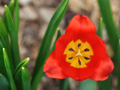 Tulips/Blooming amongst the hyacinths