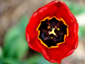 Garden Tulips/Looking into the throat of the tulip