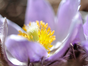 First crocus blooms this spring