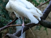 Sleeping white stork