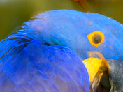 Blue macaw