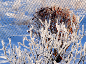 Frosty bush