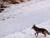 Highstepping in the snow