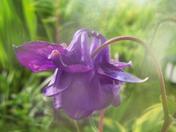 Purple Columbine in the sprinkler