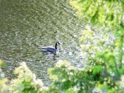 canada goose.JPG