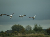 Snow geese coming in for a landing at Vancouver's Westham Island