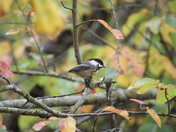 Westham island Vancouver BC