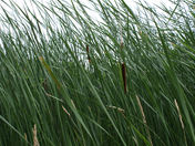 maplewood flat "summer reeds"
