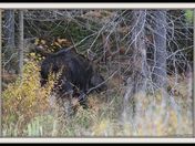 Bull Moose