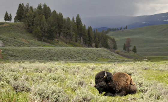 Yellowstone National Park