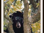 Black Bear in Oak Tree
