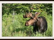 Bull Moose in Velvet