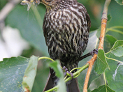 Female Red-winged Blackbird