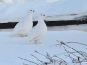 Two ptarmigans in Inuvik, NWT