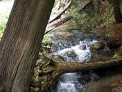 The peace of the woods.