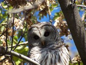 Fall Owl In The Local Park