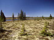 Polar Bear Provincial Park, ground view