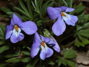 Bird's-foot Violet