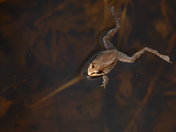 Wood Frog in spring